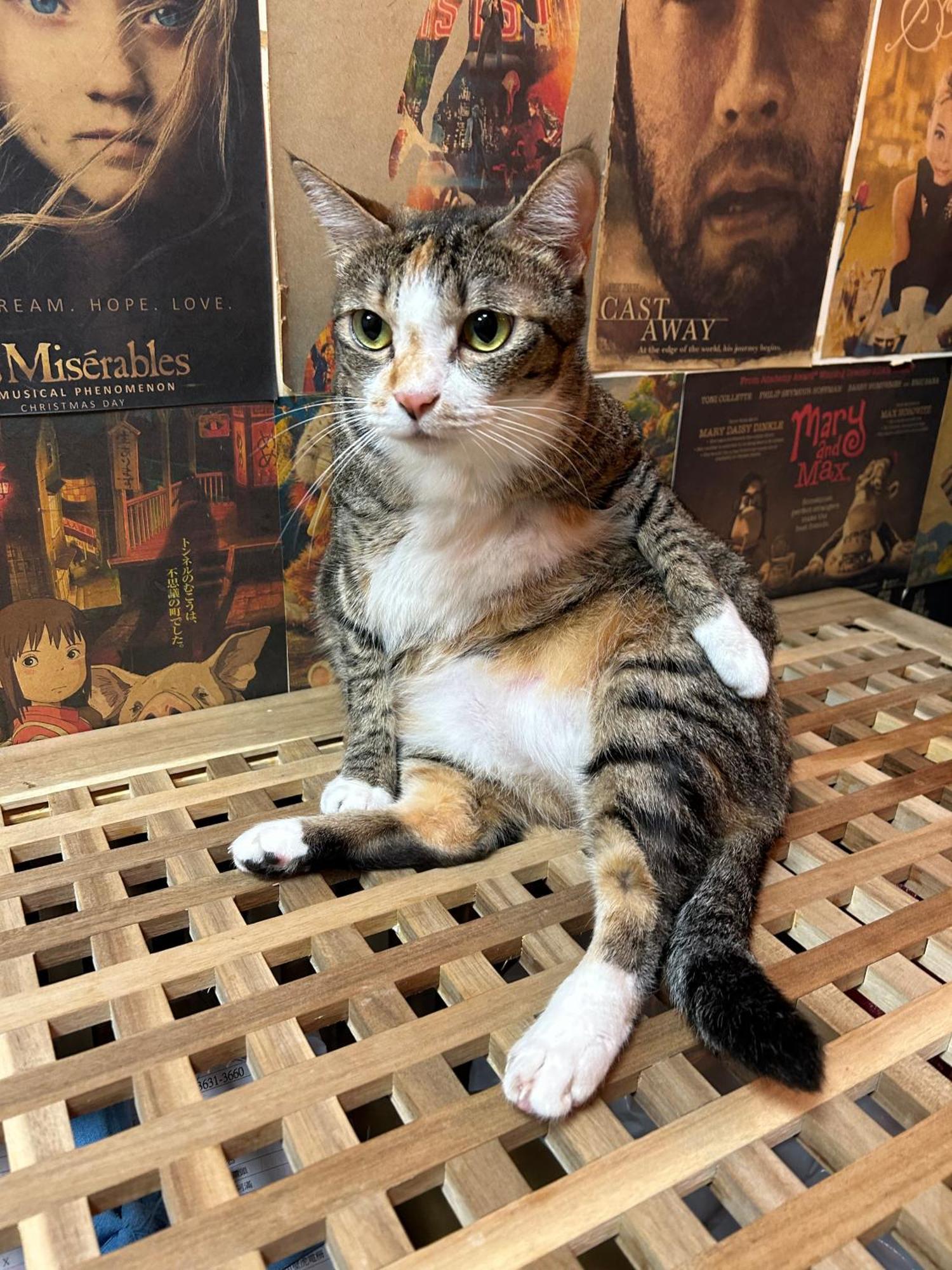 Triple Tiger Asrama